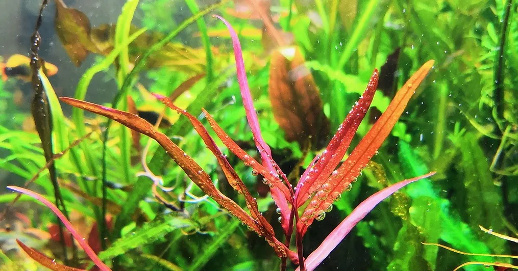 Полигонум Сан-Паулу (Polygonum sp. "Sao Paulo")