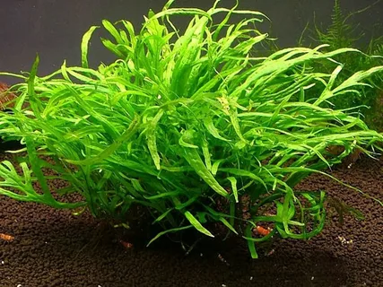 Таиландский Папоротник "сабельник" (Microsorum pteropus)