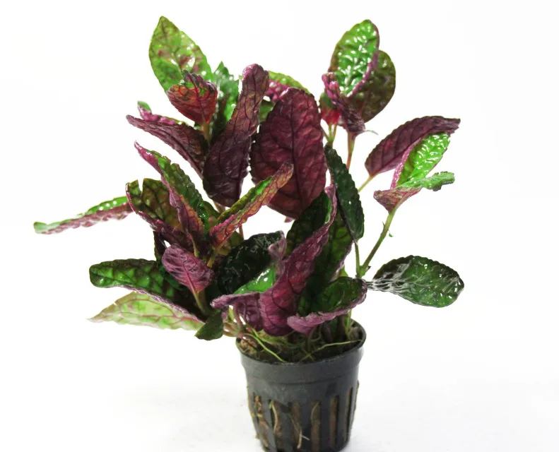 Хемиграфис species mini (Hemigraphis sp. "Mini")