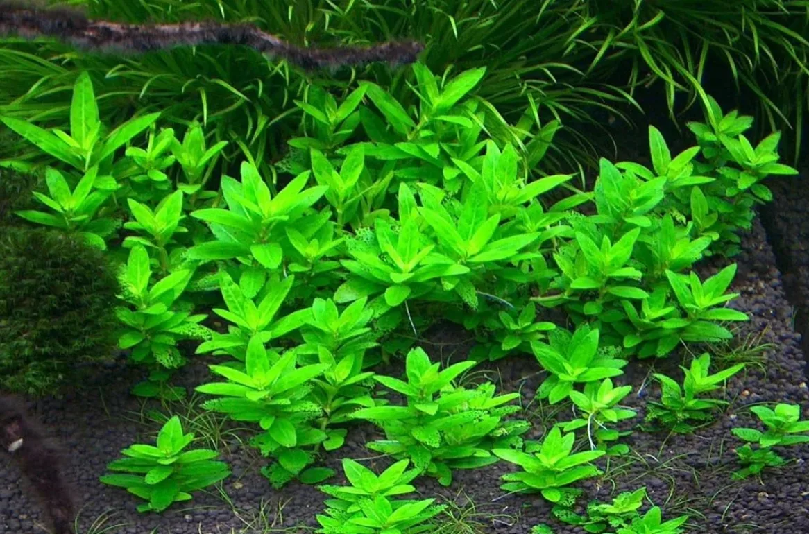 Стаурогин Репенс (Staurogin repens)