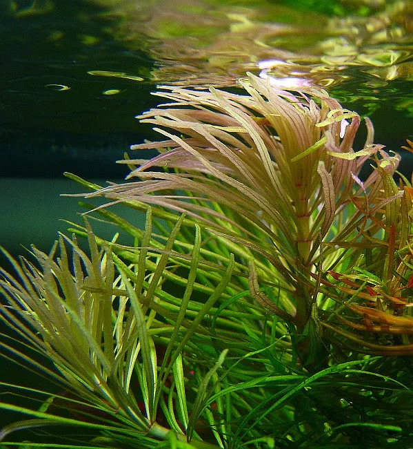 Погостемон Стелатус Эустералис (Pogostemon eusteralis)