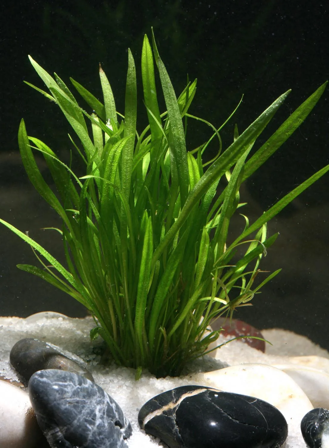 Эхинодорус Тенеллюс (Echinodorus tenellus)