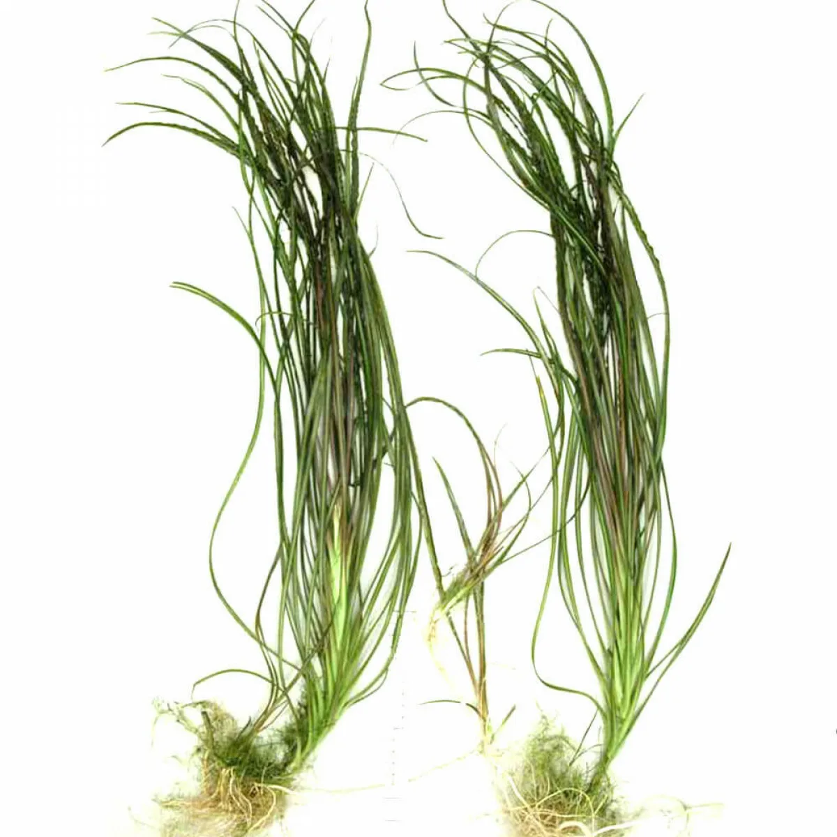 Криптокорина Тонкиненсис (Cryptocoryne Tonkinensis)