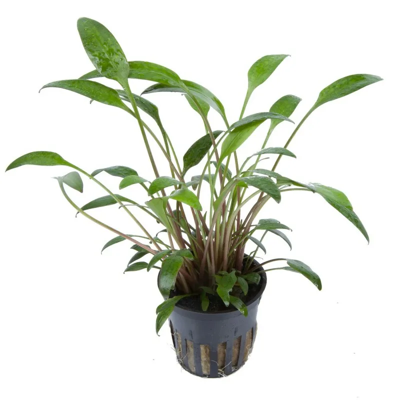 Криптокорина Уиллиса (Cryptocoryne willisii)