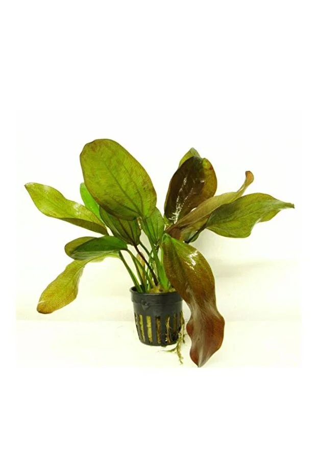 Эхинодорус Фэнси Твист (Echinodorus Fancy Twist)