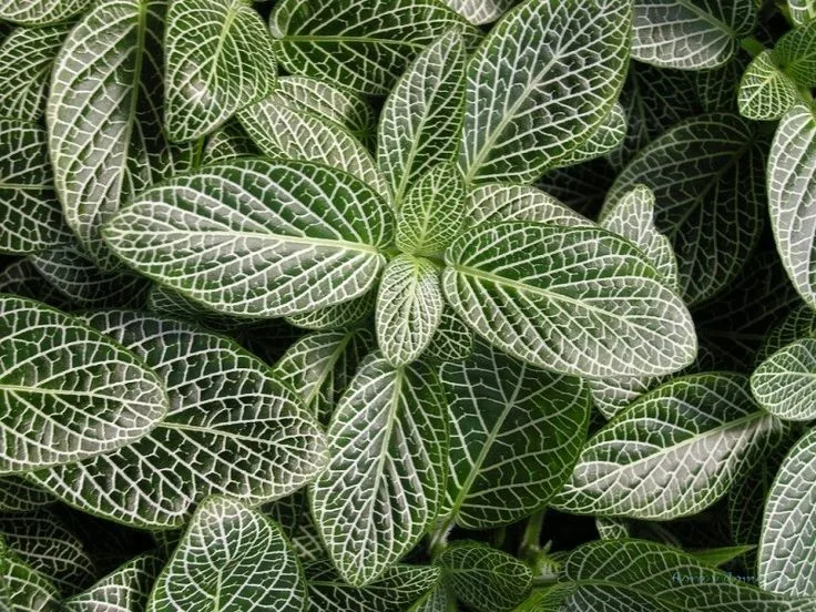 Фиттония серебристожильчатая (Fittonia argyroneura)