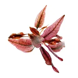 Криптокорина  Фламинго (Cryptocoryne Flamingo)