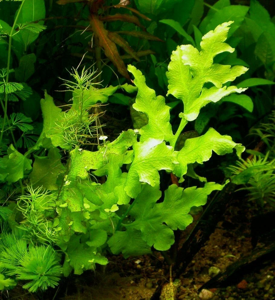 Цератоптерис рогатый (Ceratopteris cornuta)