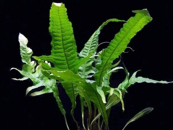 Папоротник тайландский широколистный (Microsorum pteropus “Broad Leaf” )