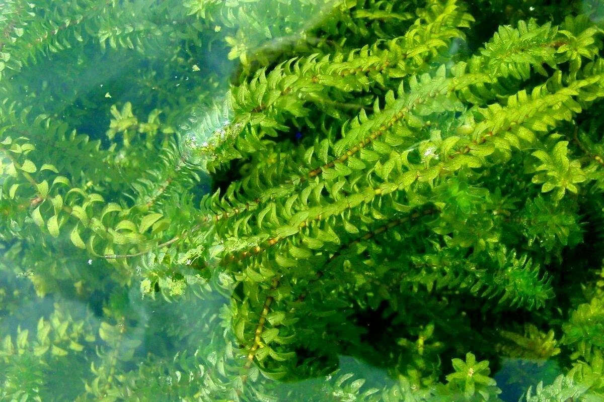 Элодея зубчатая ( Elodea densa)