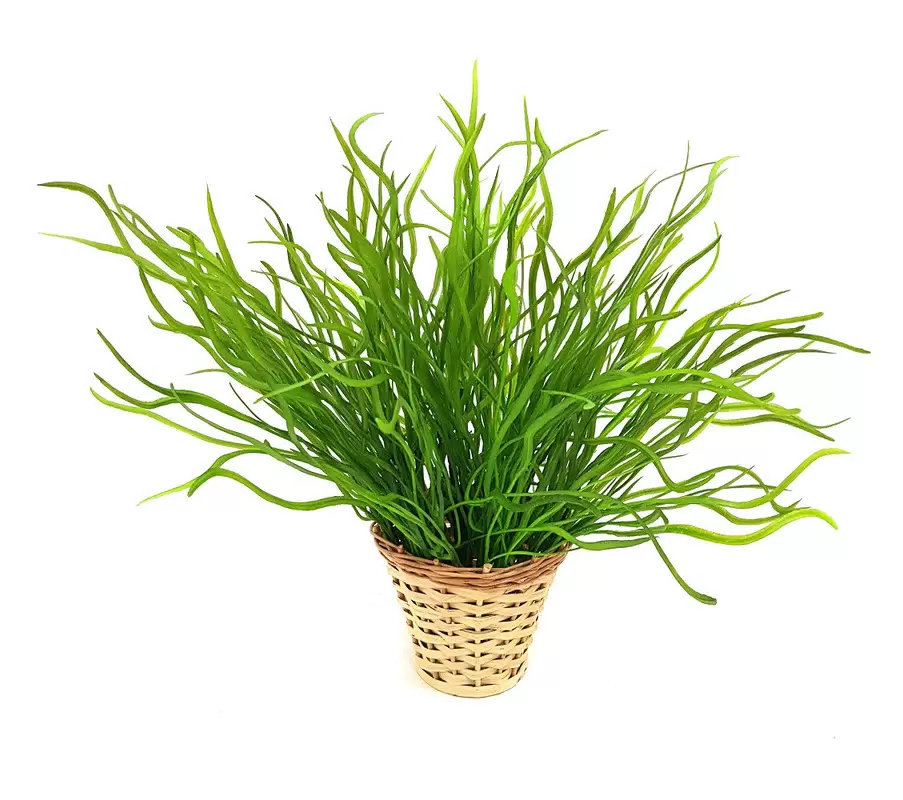 Юнцус Ползучий (Juncus repens)