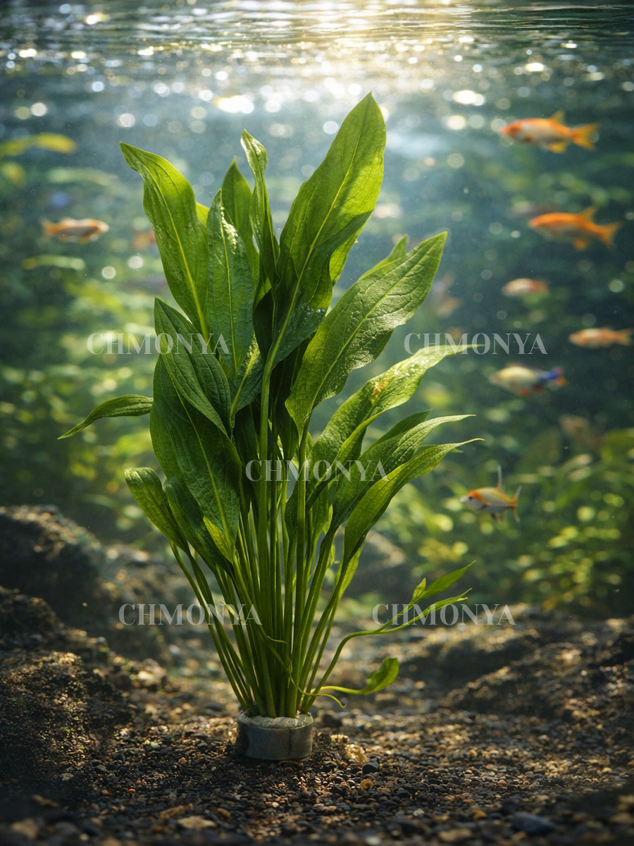 Эхинодорус Амазонка