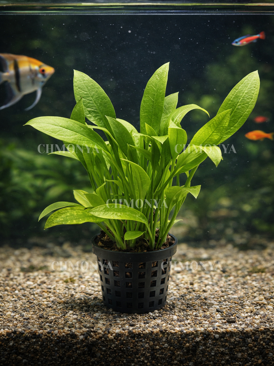 Эхинодорус Амазонка