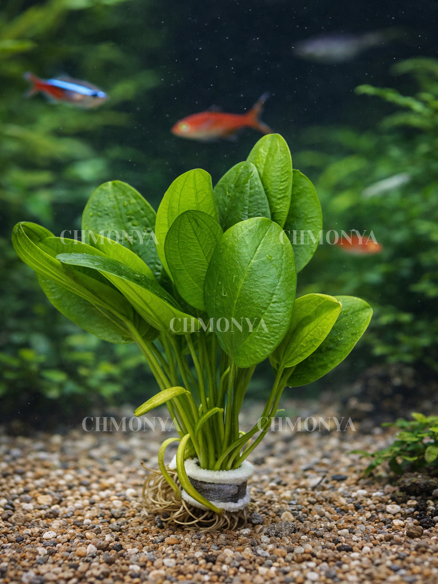 Эхинодорус лопатолистный