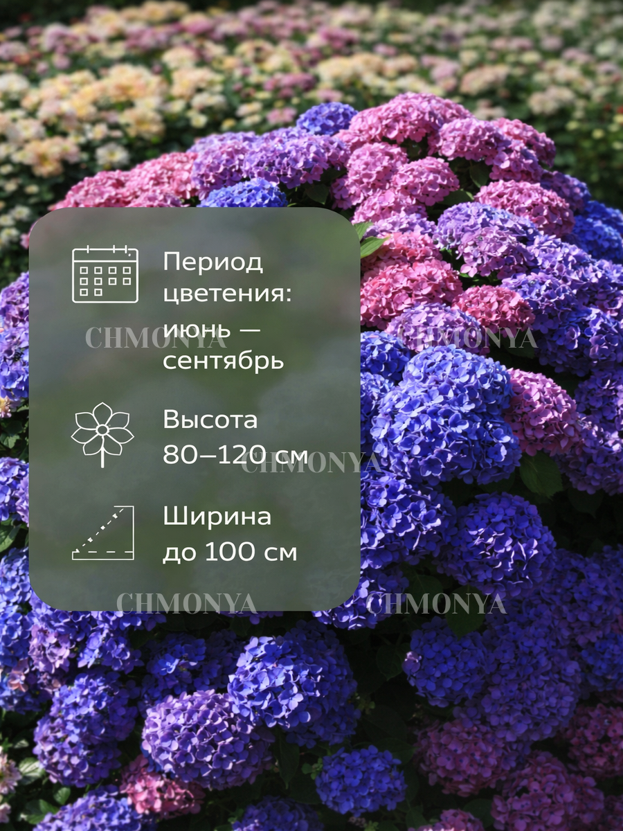 Гортензия Крупнолистная Бесконечное Лето