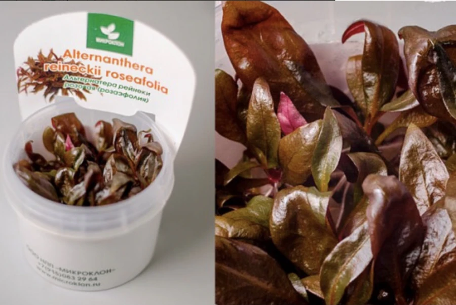 Альтернантера Розаэфолия (Alternanthera reineckii Roseafolia)