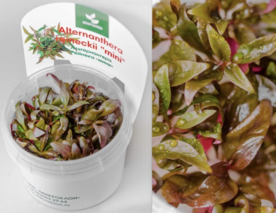 Альтернантера Рейнека Мини (Alternanthera reineckii mini)