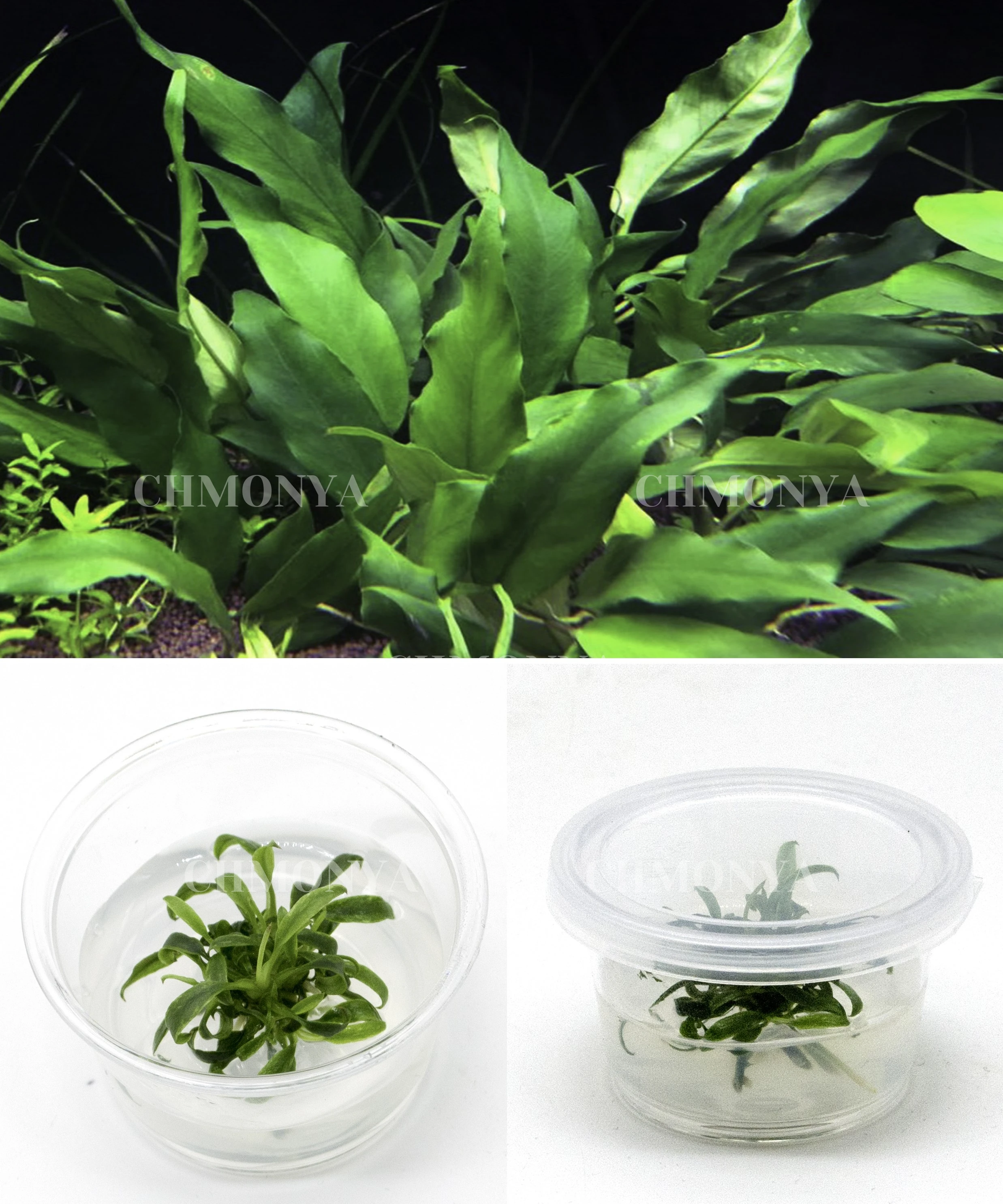 Анубиас Коготь Дракона (Anubias Dragon Claw)