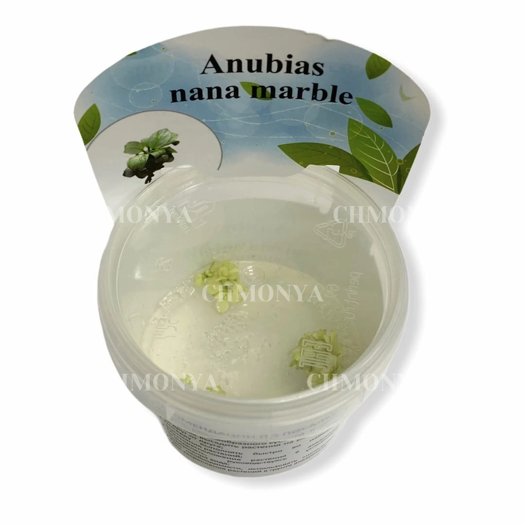 Анубиас Мраморный (Anubias Marble)