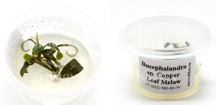 Буцефаландра Купер Лиф Мелави (Bucephalandra Cooper Leaf Melaw)