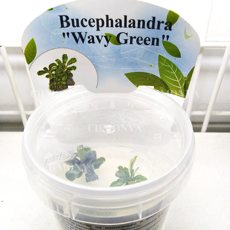 Буцефаландра Зеленая волна (Bucephalandra Wavy Green)