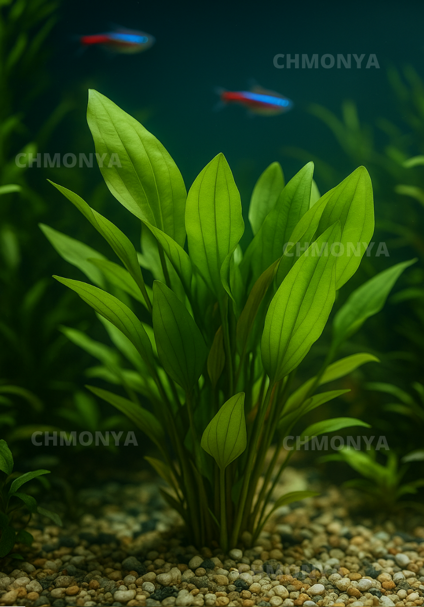 Эхинодорус Импай