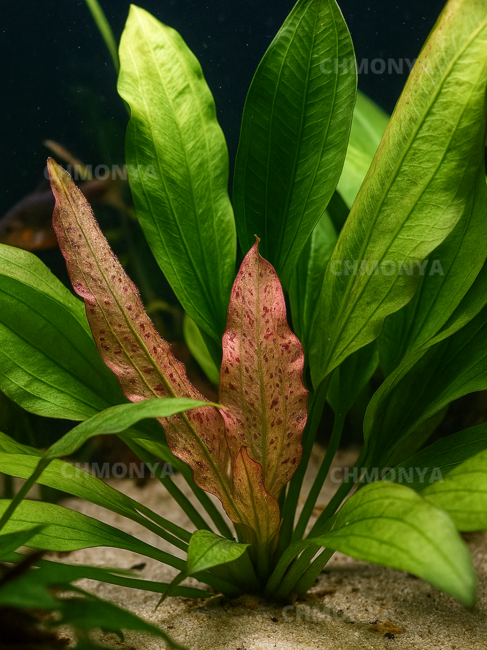 Эхинодорус Ягуар