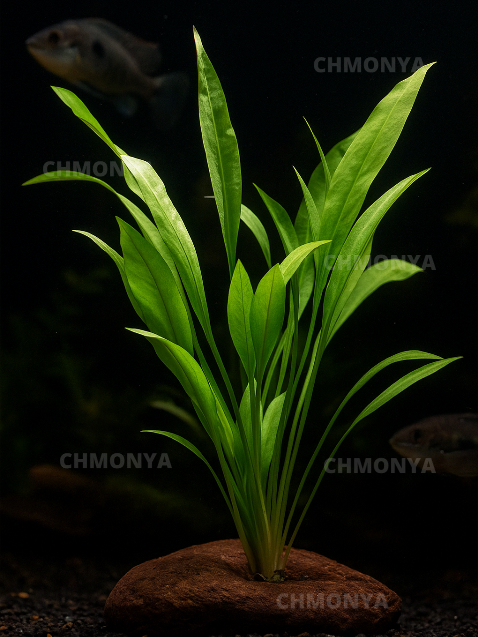 Эхинодорус Перуанский