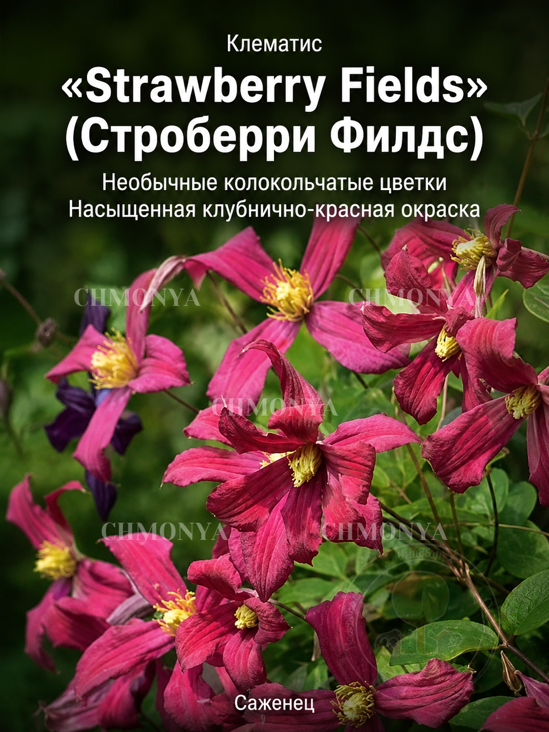 Клематис Клубничные Поля