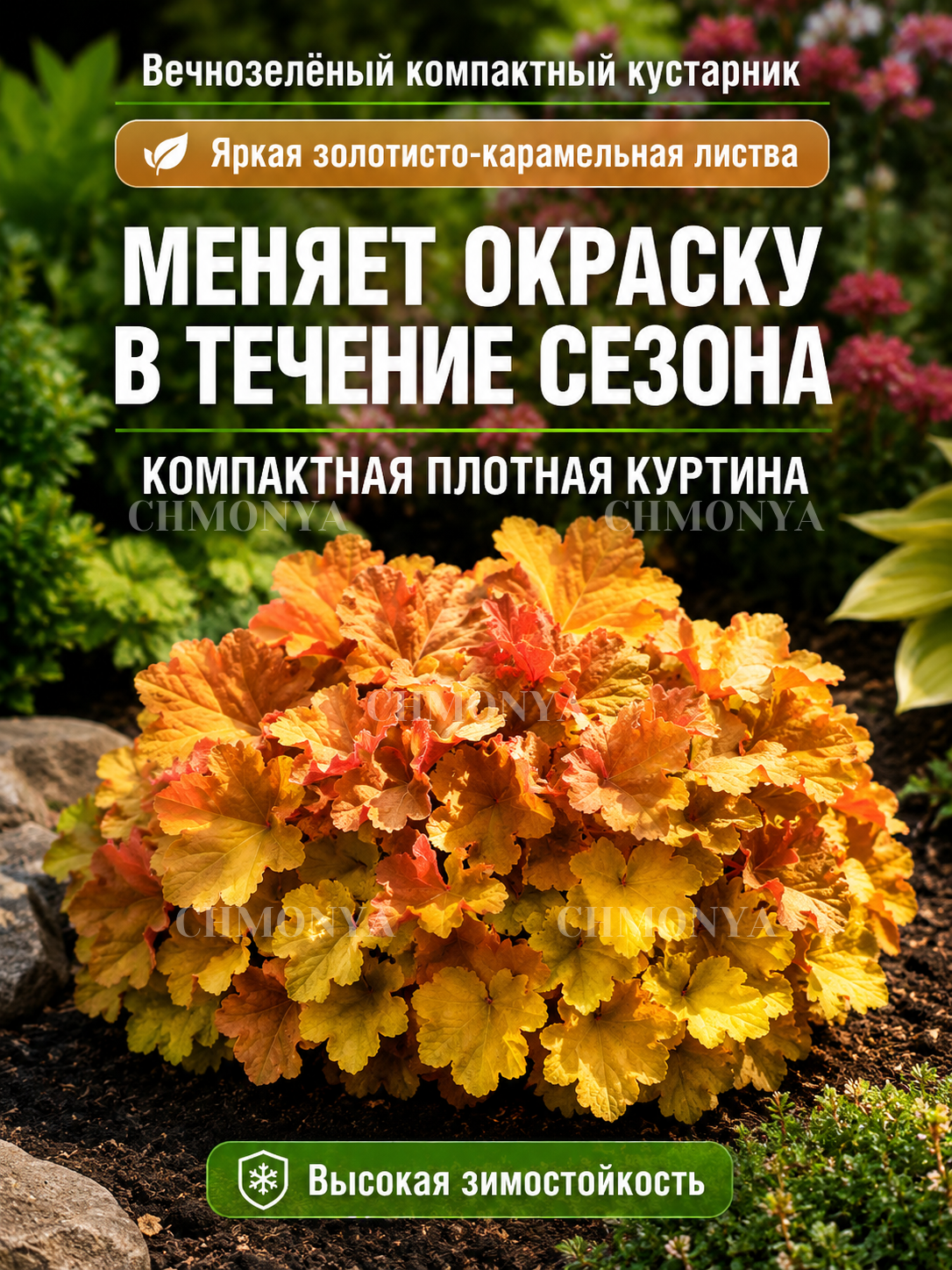 Гейхера Крем Брюле