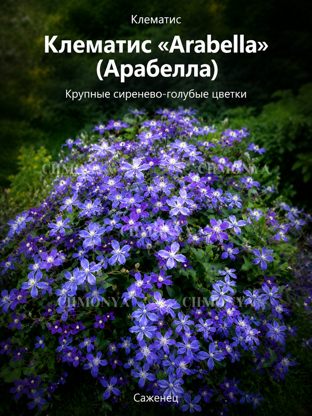 Клематис Арабелла