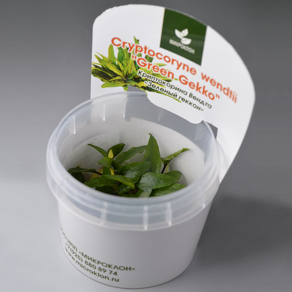 Криптокорина Зеленый Геккон (Cryptocoryne Green Gecko)