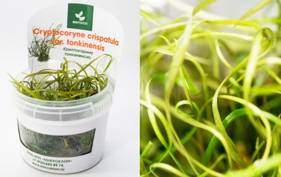 Криптокорина Тонкиненсис (Cryptocoryne Tonkinensis)