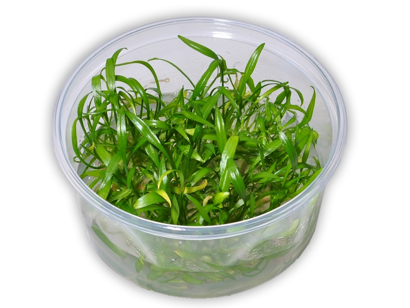 Криптокорина Парва (Cryptocoryne Parva)