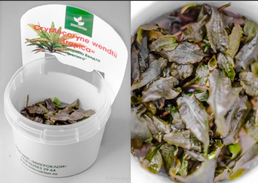 Криптокорина Вендта Тропика (Cryptocoryne wendtii Tropica)