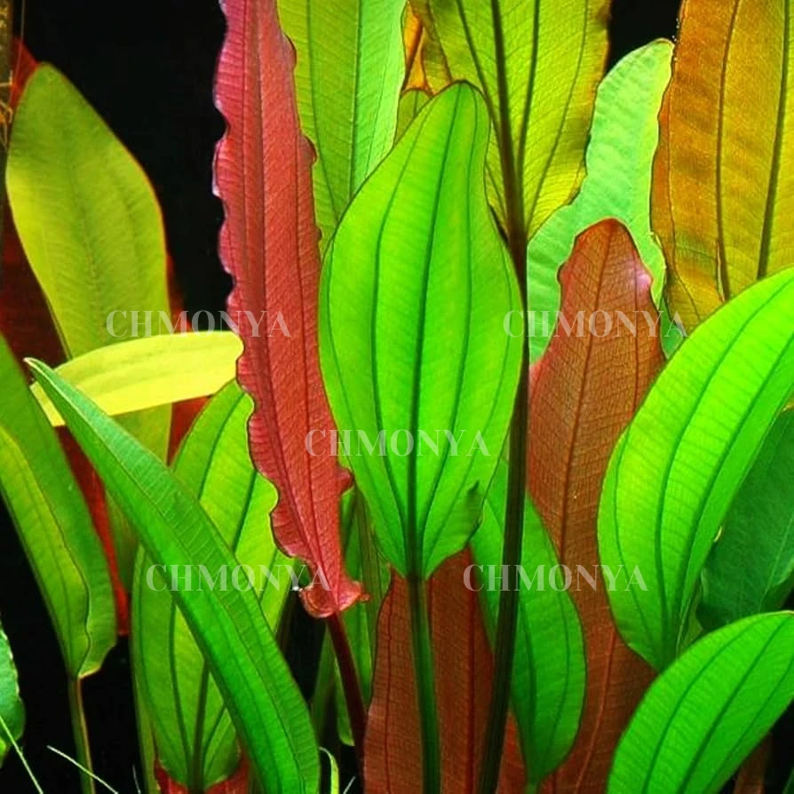 Эхинодорус Красный Бриллиант (Echinodorus Red Diamond)