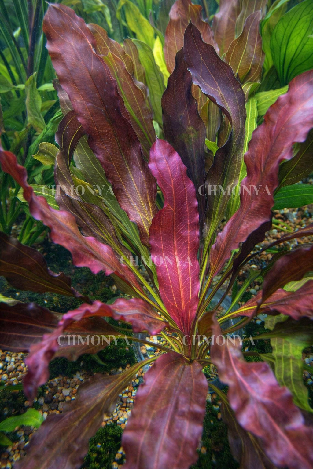 Эхинодорус Красный Рубин (Echinodorus Red Rubin)