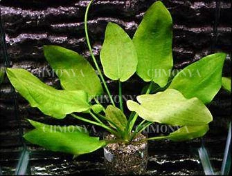 Эхинодорус Шлютера (Echinodorus schlueteri)