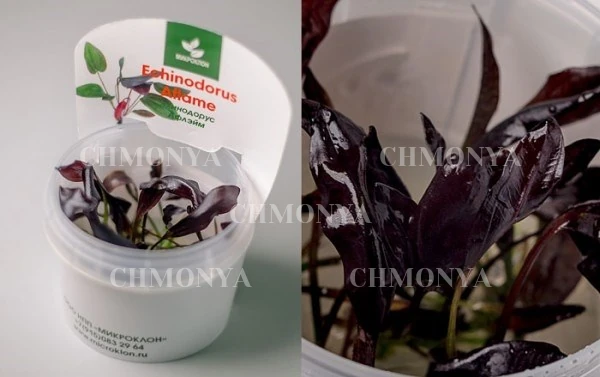 Эхинодорус Афлейм (Echinodorus Aflame)