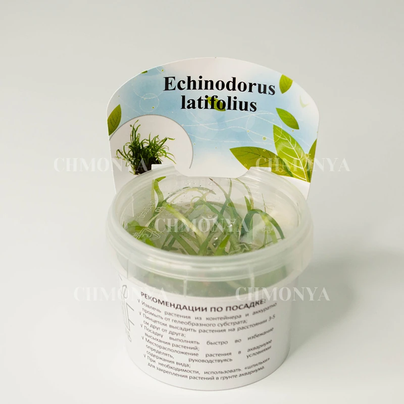 Эхинодорус Латифолиус (Echinodorus Latifolius)