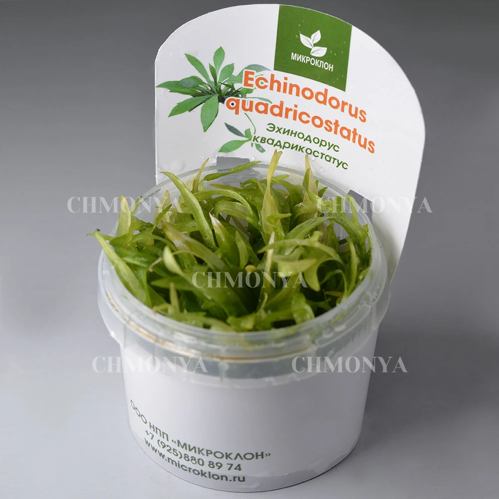 Эхинодорус Квадрикостатус (Echinodorus Quadricostatus)