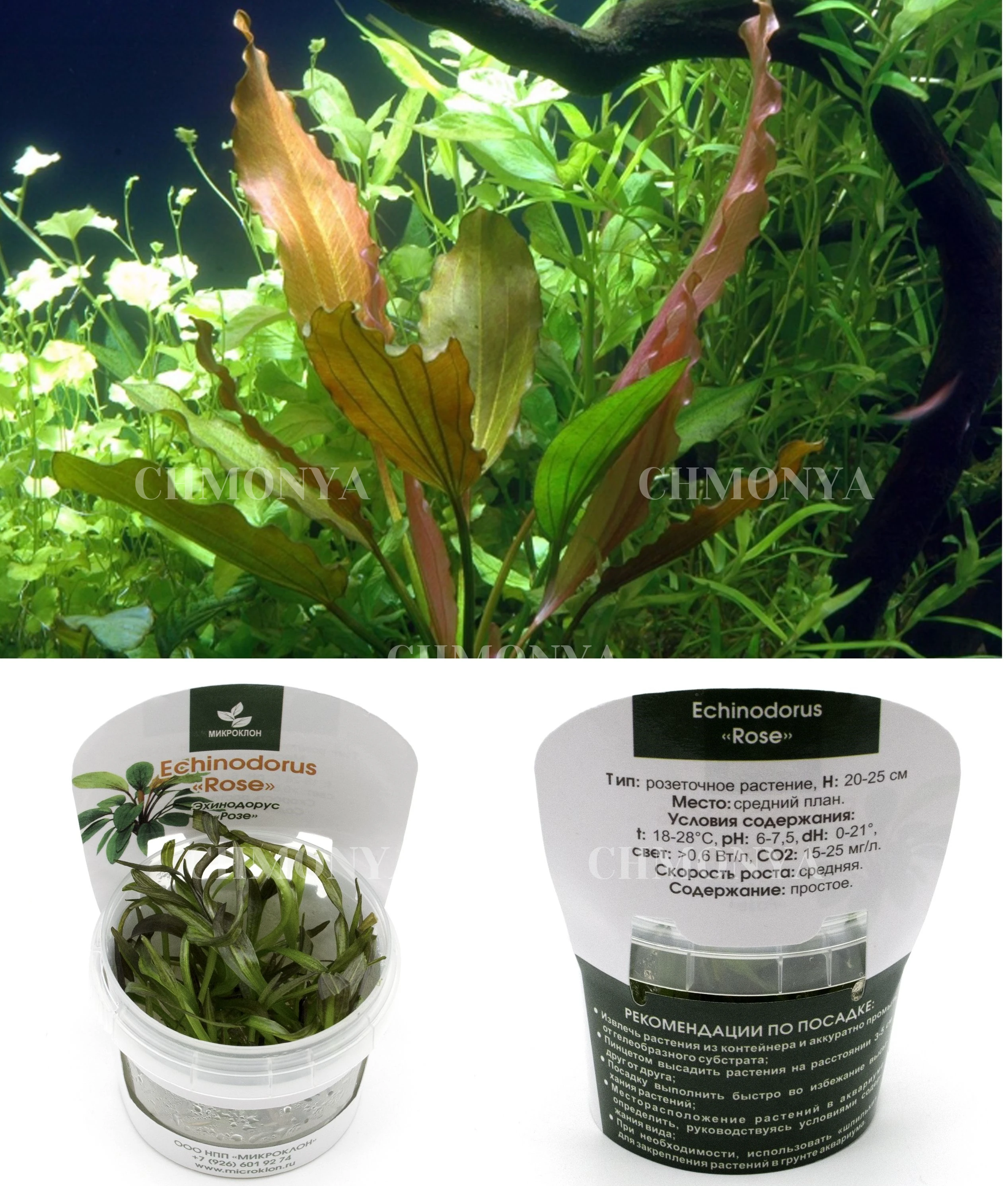 Эхинодорус Розе (Echinodorus Rose)