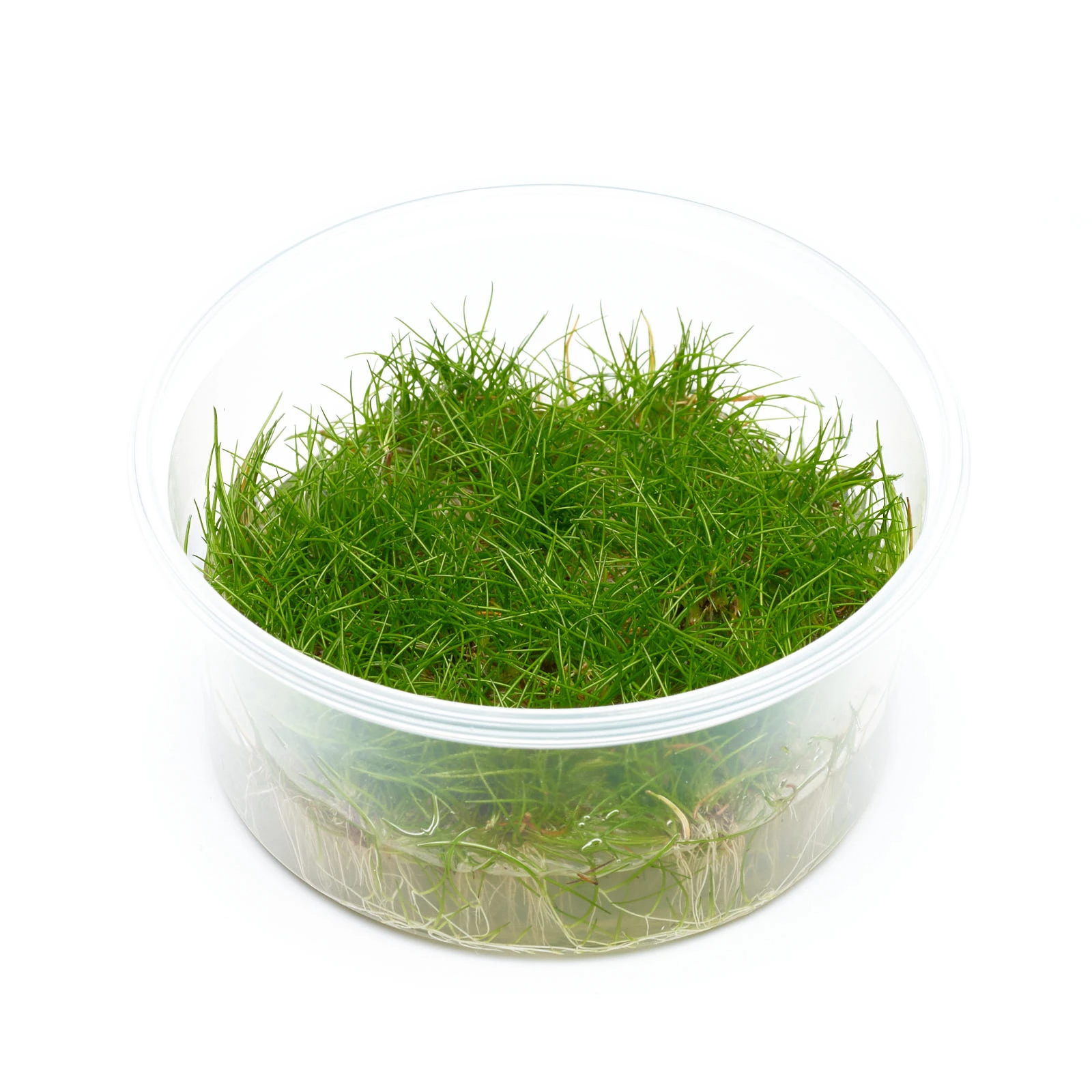 Элеохарис Парвула Мини (Eleocharis parvula mini)