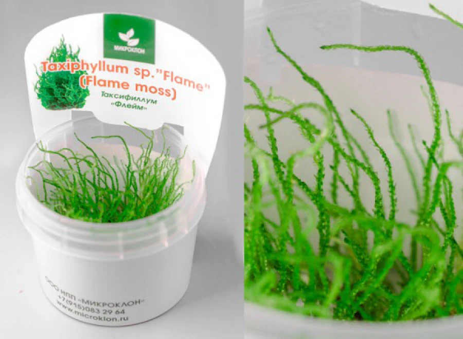 Таксифиллум Флейм Мох (Flame Moss)