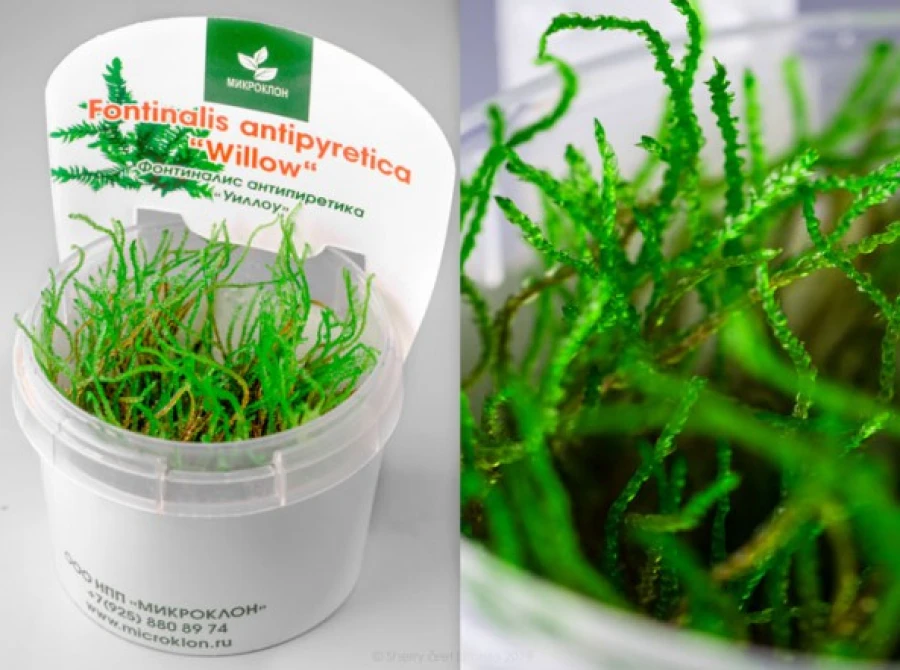Мох Уиллоу Виллоу (Fontinalis antipyretica "Willow Moss")