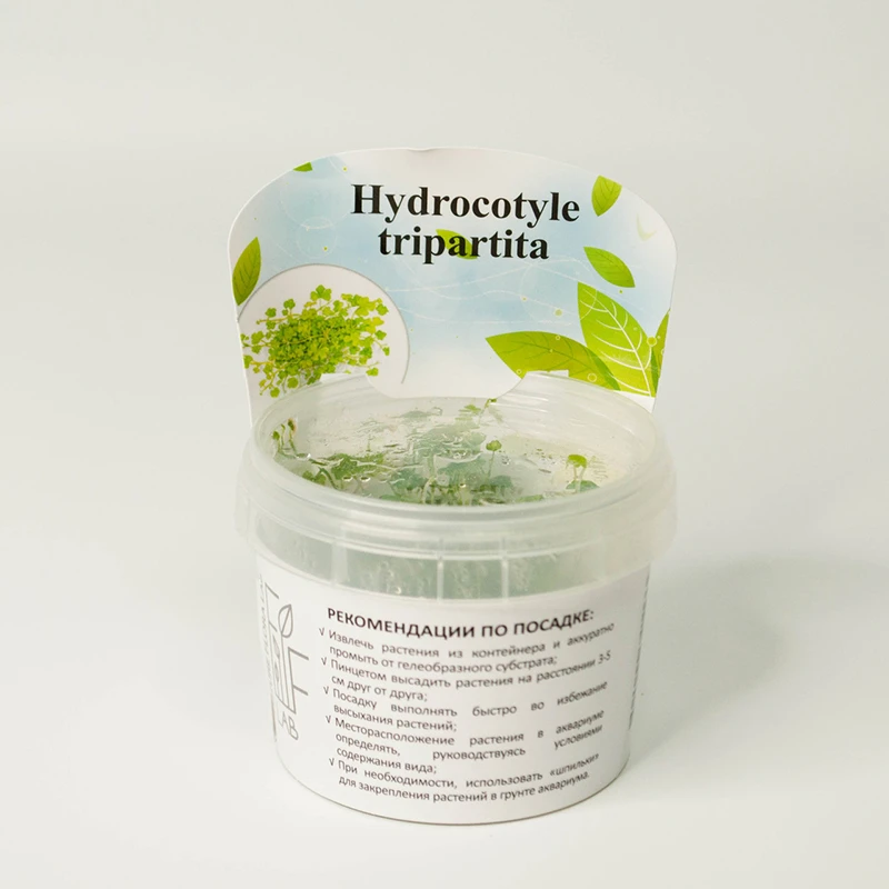 Гидрокотила Трипартита (Hydrocotyle tripartita)