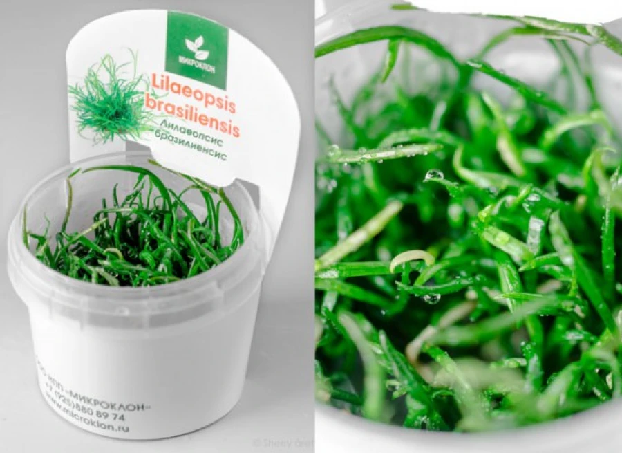 Лаилаеопсис Бразильский (Lilaeopsis brasiliensis)