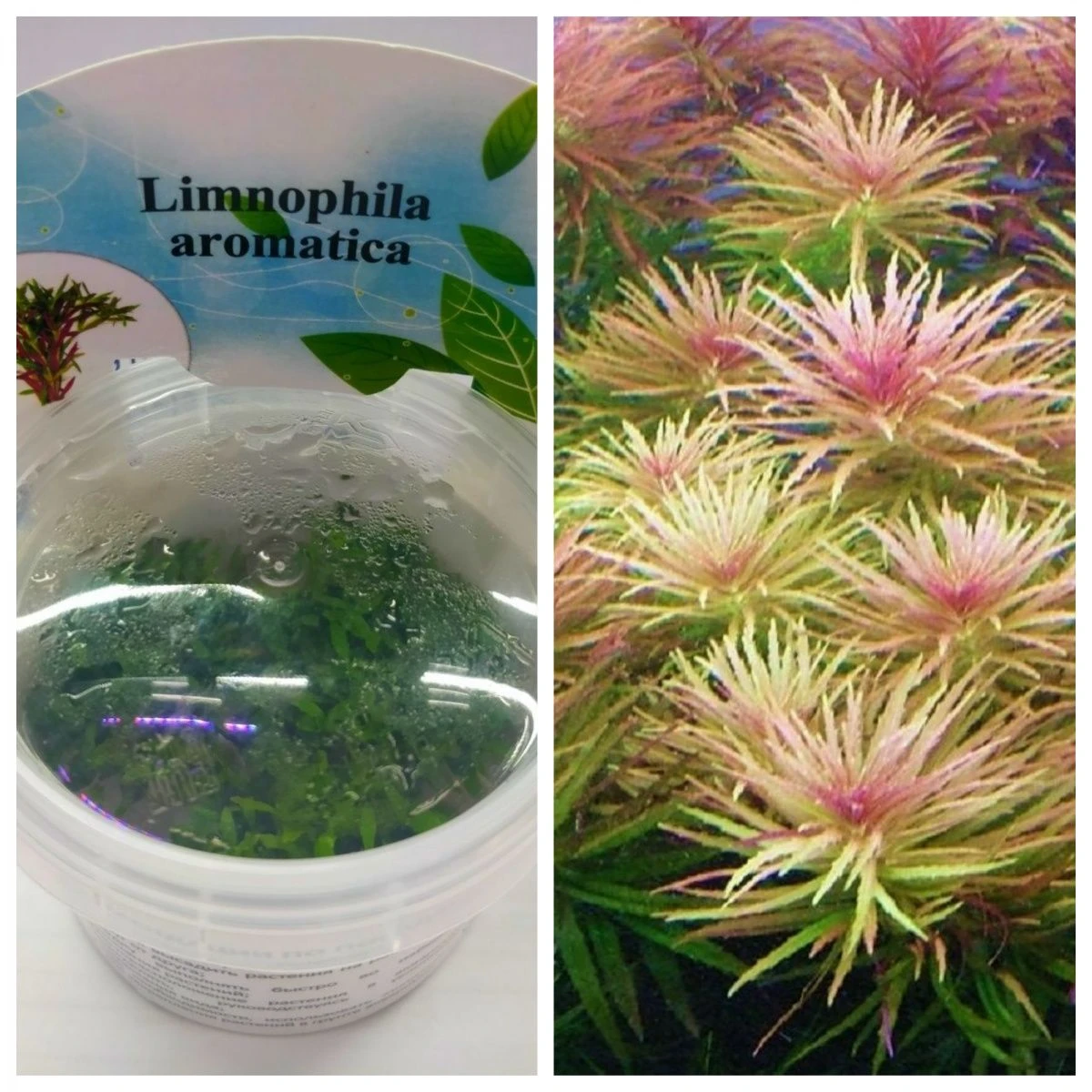 Лимнофила Ароматика (Limnophila aromatica)