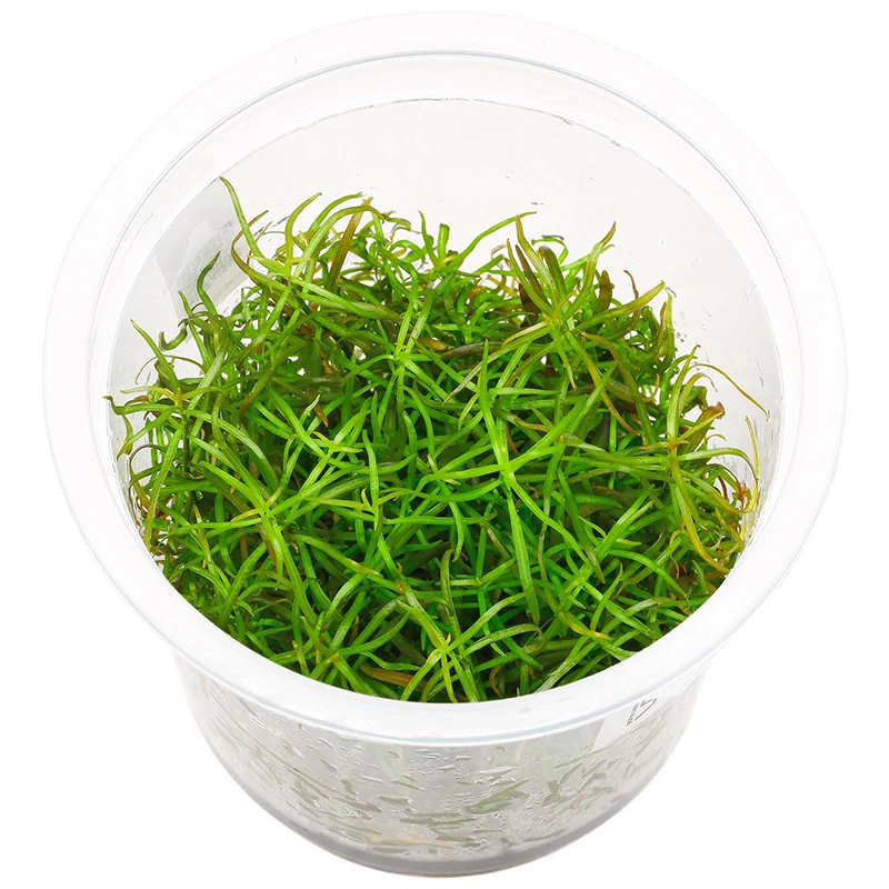 Людвигия Аркуата (Ludwigia arcuata)