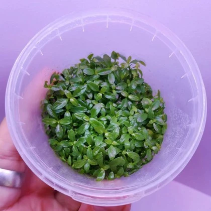 Людвигия репенс Рубин (Ludwigia repens Rubin)